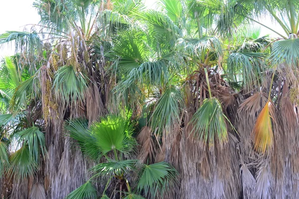 Palm Groves Spanien — Stockfoto