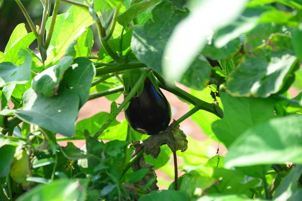 Aubergines Sur Domaine Espagne — Photo