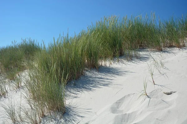 Dünengras Auf Der Nordseeinsel Sylt — Stockfoto