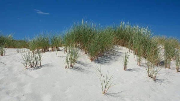 北の海の島シルトの砂丘草 — ストック写真