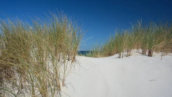 Duna Grama Ilha Mar Norte Sylt — Fotografia de Stock