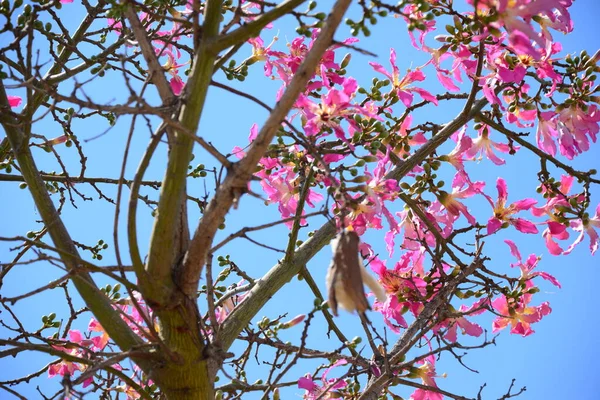 Blumen Vom Flaschenbaum Spanien — Stockfoto