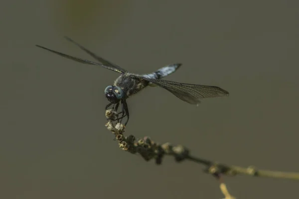 Libelle Een Tak — Stockfoto