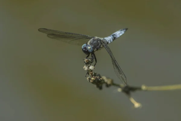 Libelle Auf Einem Ast — Stockfoto