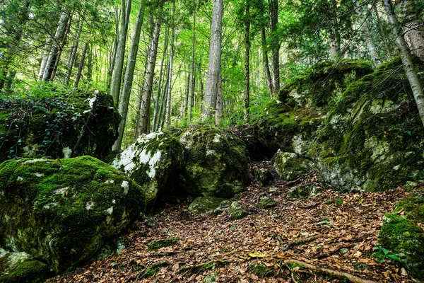 美しい自然景観を背景に — ストック写真