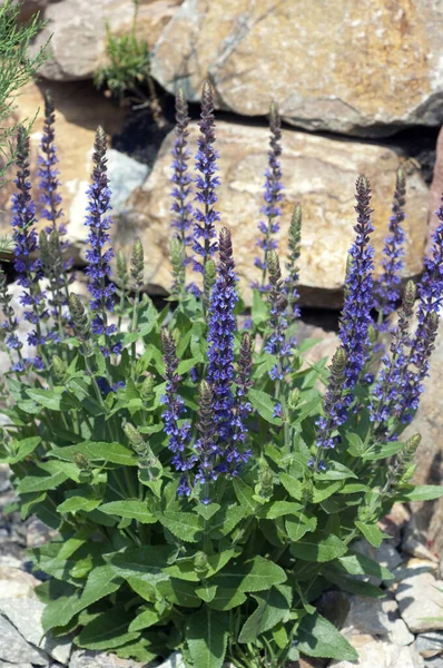 Salvia Nemorosa Frísia Oriental Estepe Sage — Fotografia de Stock