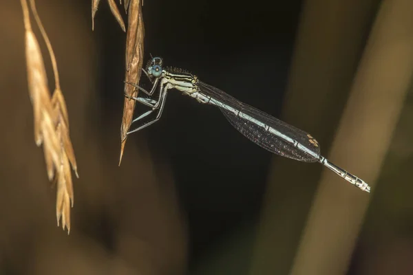 Odonata Insectos Libélula Flora Fauna — Foto de Stock