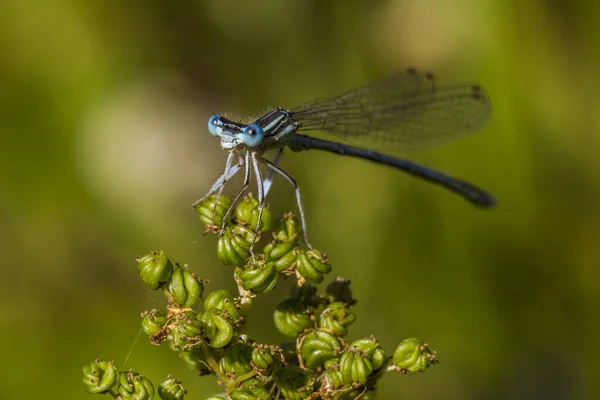 Odonata Vážný Hmyz Flóra Fauna — Stock fotografie