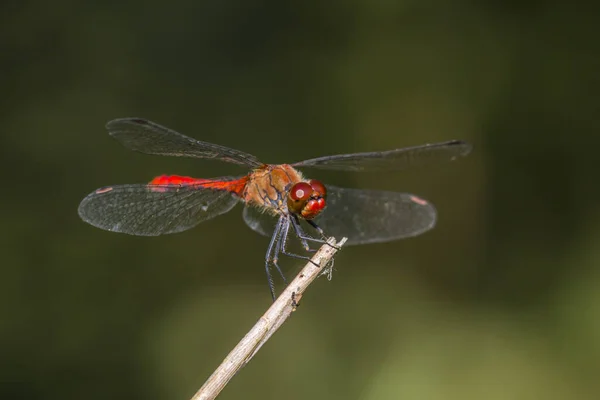 Heidelibelle Est Assise Sur Une Branche — Photo