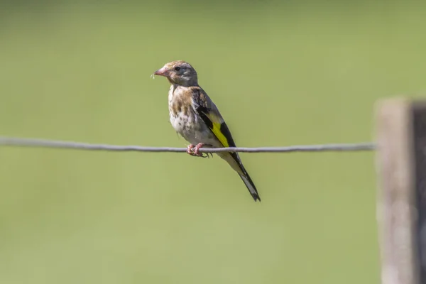 Güzel Ispinoz Kuşunun Manzarası — Stok fotoğraf