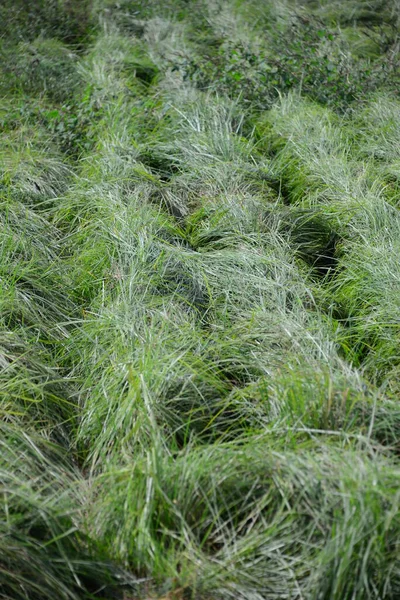 Erdmandeln Auf Dem Feld Spanien Valencia — Stockfoto