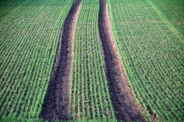 Primeiro Verde Campo — Fotografia de Stock