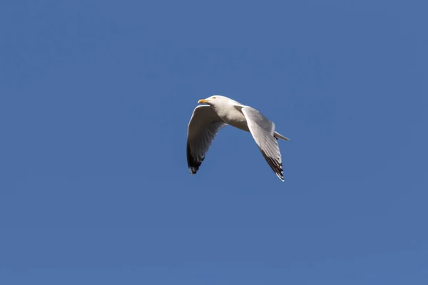 Silverfiskmås Flygning — Stockfoto