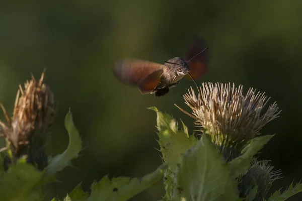 Pigeon Tailsucking Plant — Stock Photo, Image