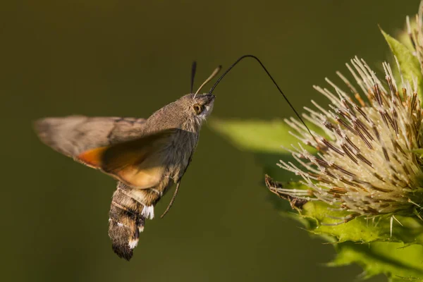 Pigeon Tailsucking Uma Planta — Fotografia de Stock