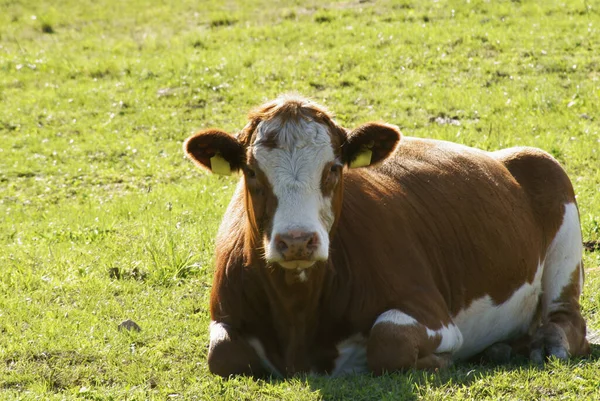 Vache Couchée Sur Pâturage Reposant Soleil — Photo