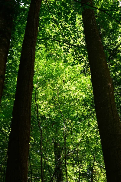 Hermoso Paisaje Naturaleza Fondo —  Fotos de Stock