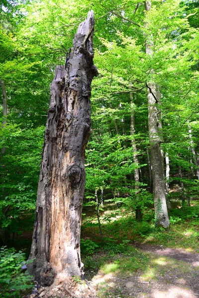 Vacker Natur Landskap Bakgrunden — Stockfoto