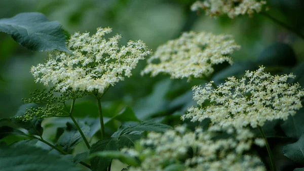 Flores Sabugueiro Natureza — Fotografia de Stock