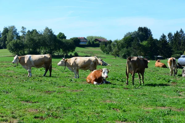 Vaca Vacas Sobre Pasturo Bavaria — Fotografia de Stock