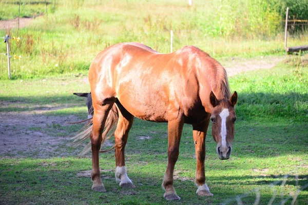 Lovak Legelőn — Stock Fotó