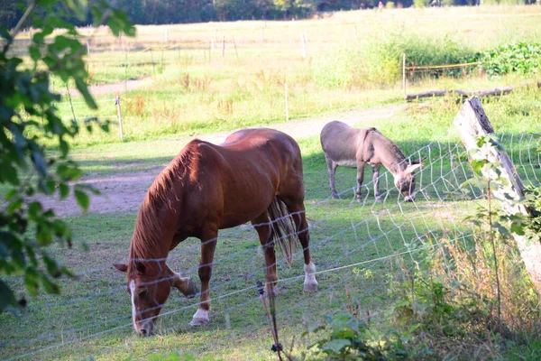 Koně Pastvinách — Stock fotografie