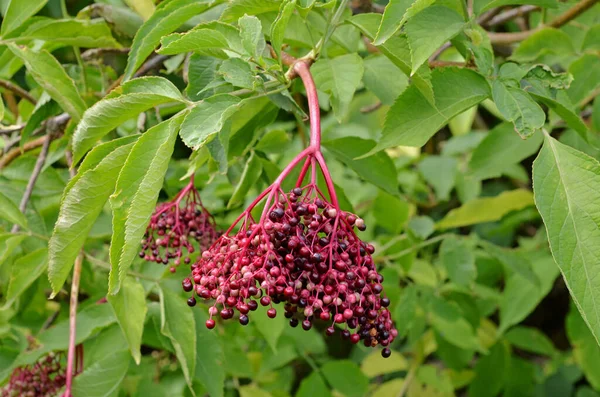 Rote Beeren Der Maulbeere Auf Dem Strauch — Stockfoto