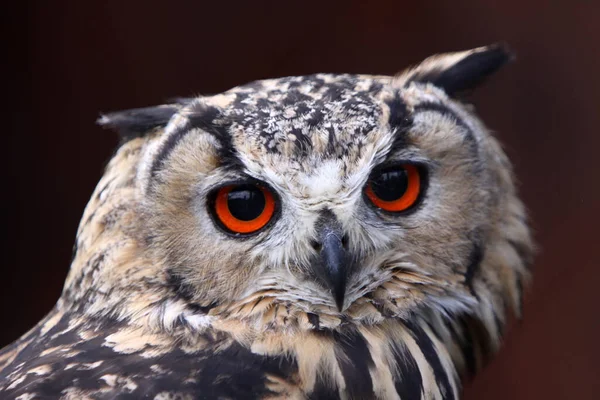 Nahaufnahme Eines Kopfes Einer Großen Eule — Stockfoto