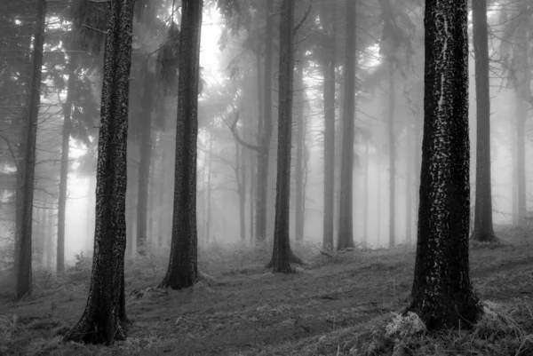 Zwart Wit Foto Van Bomen Het Bos — Stockfoto