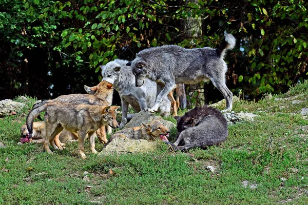 Visão Cênica Lobo Selvagem Natureza — Fotografia de Stock