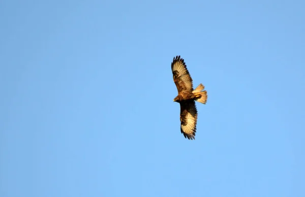 Vråk Kan Ses Himlen Gör Sina Rundor Jakt Efter Byte — Stockfoto