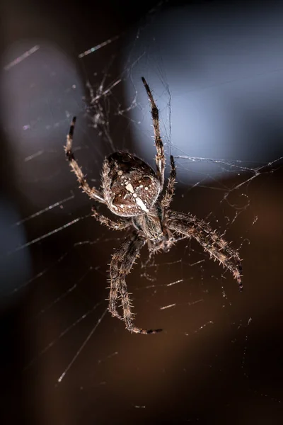 你的网中有一只十字蜘蛛 潜伏在它的猎物上 — 图库照片