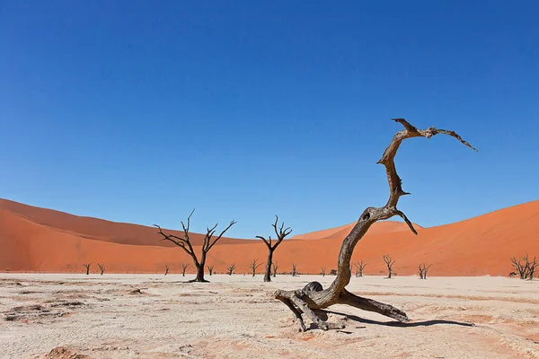 Panoramisch Uitzicht Duinen Selectieve Focus — Stockfoto