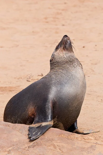 Orejas Cape Cross — Foto de Stock