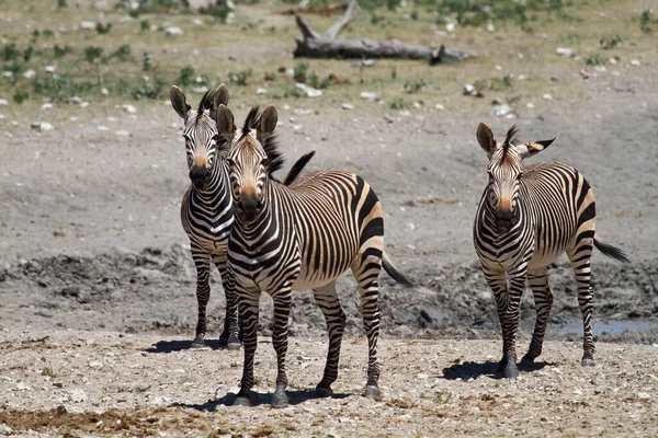 Animal Zebra Preto Branco — Fotografia de Stock