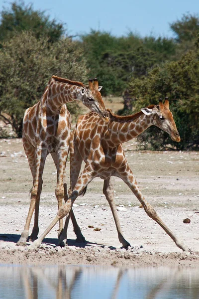 Giraffe Dier Het Wild Natuur Fauna — Stockfoto