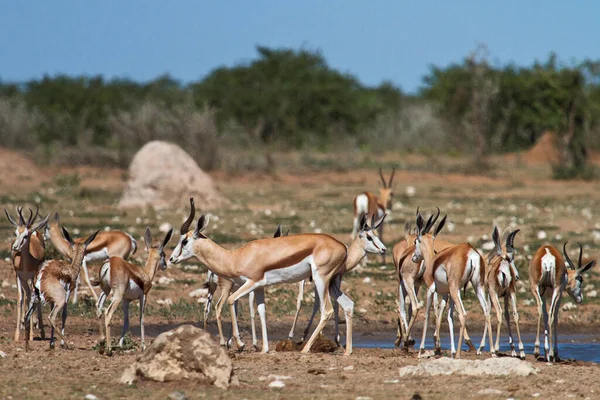 Herd Van Springboks Tijdens Zonnige Dag — Stockfoto