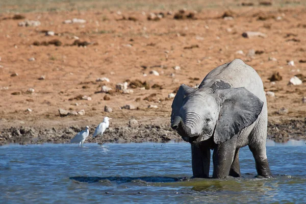 Elefantes Africanos Vida Silvestre — Foto de Stock