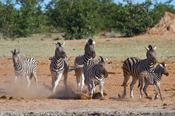 Siyah Beyaz Zebra Hayvanı — Stok fotoğraf