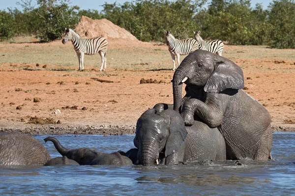 African Elephant Animals Wildlife — Stock Photo, Image