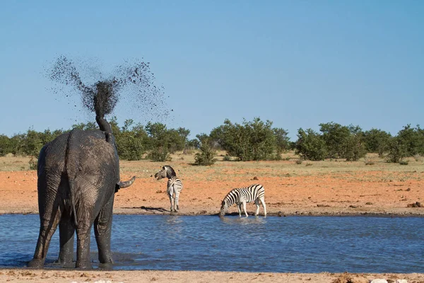 Afričtí Sloni Volně Žijící Živočichové — Stock fotografie