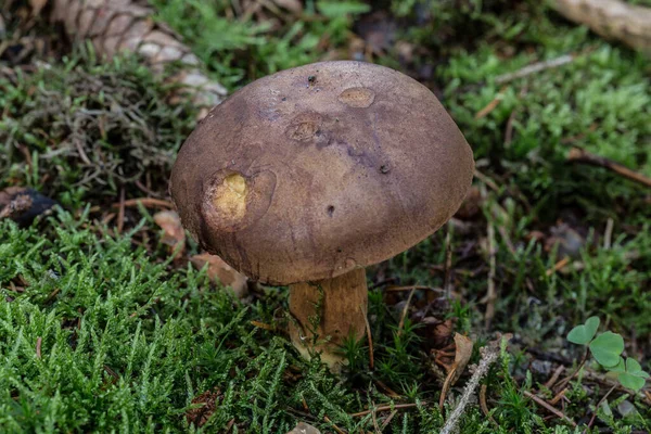 Rhrling Suelo Del Bosque Fondo Cerca — Foto de Stock