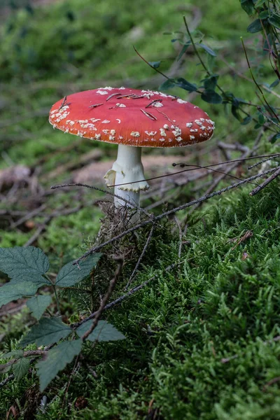 Paddestoel Naaldbos Grond — Stockfoto