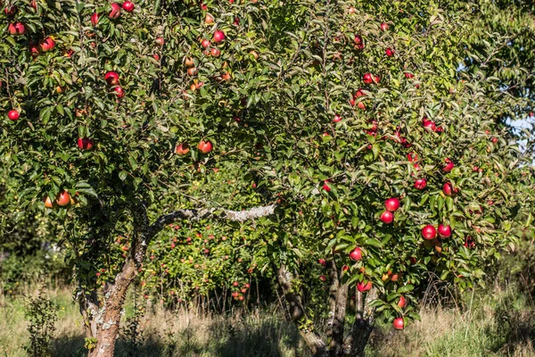 Almafa Piros Érett Gyümölcsökkel — Stock Fotó