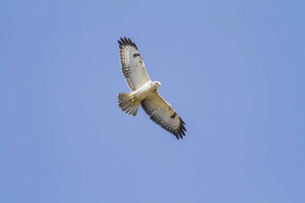 Camundongos Que Procuram Comida Buzzard — Fotografia de Stock