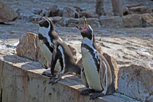 Pingouins Noirs Blancs Faune Naturelle — Photo