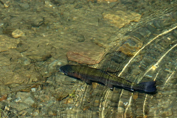 在澳大利亚的一条溪流中的鳟鱼 — 图库照片
