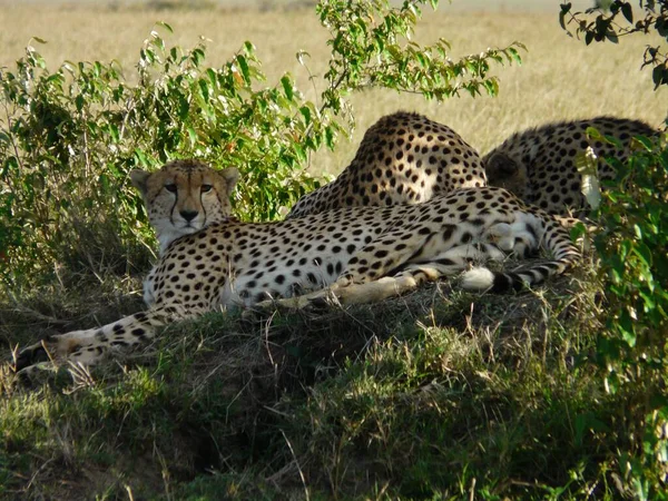 Dos Jóvenes Hermanos Guepardos Yacen Sombra Parque Nacional Masai Mara — Foto de Stock