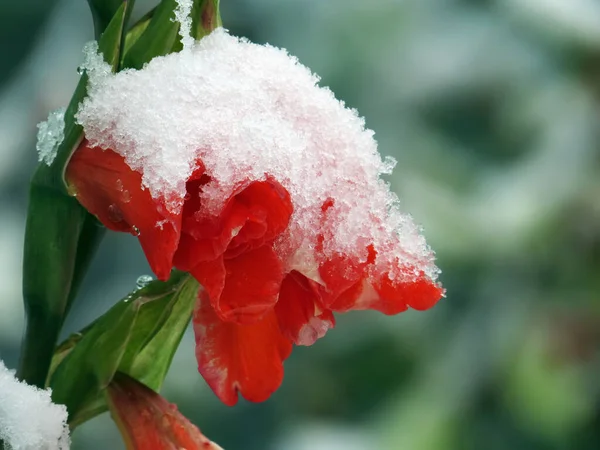 Fioritura Del Gladiolo Con Cappuccio Innevato Prima Neve Precoce Nell — Foto Stock