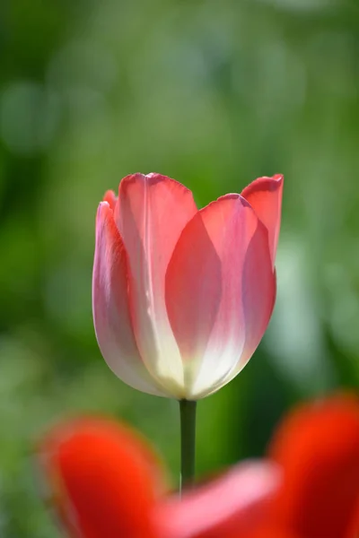 Tulipas Tulipa Vermelho Jardim Flor Jardim Flores Jardim Jardim Flores — Fotografia de Stock